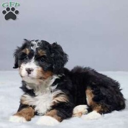 Sandra/Mini Bernedoodle									Puppy/Female	/9 Weeks,Meet Sandra, a sweet Mini Bernedoodle with a gentle heart and a happy spirit. She loves people and enjoys being close to her family. Sandra is family raised and gets plenty of care and attention every day. She is vet checked, microchipped, and up to date on vaccines and dewormer, so you can feel confident bringing her home. Sandra is ready to be a loyal companion and bring joy, love, and warmth to her forever home.