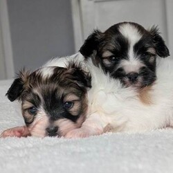 Two papillon puppies /Papillon/Female/Sex: Female,Wonderful papillon female girls born on boxing day ,mum and dad both imported from abroad full pedigree dogs ,dad KC registered and mum WCF registered with 5 generation pedigree