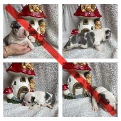 Husky fluffy frenchies /French Bulldog/Female/Sex: Mixed Litter,Outstanding litter of 6 beautiful visual fluffy and fluffy carriers. All healthy, playful, content and adorable! 
