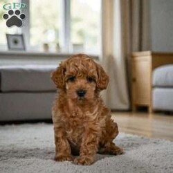 BELLA/Miniature Poodle									Puppy/Female	/10 Weeks,Are you looking for an awesome puppy ? This one would love to be your buddy !! Bred to bring joy and love to your life .This youngster is waiting for you . She is AKC reg and parents are genetic health test