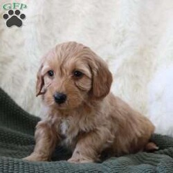 Finn/Mini Goldendoodle									Puppy/Male	/December 16th, 2025,Meet Finn, our adorable Miniature Goldendoodle puppy with beautiful white markings and a sweet, playful personality. Finn is happy, affectionate, and loves being around people. He loves belly rubs, cuddles, and exploring the world with curiosity! If you’re looking for a loyal companion and a new best friend, this pup is the perfect match.