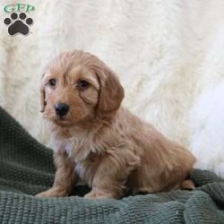 Finn/Mini Goldendoodle									Puppy/Male	/December 16th, 2025,Meet Finn, our adorable Miniature Goldendoodle puppy with beautiful white markings and a sweet, playful personality. Finn is happy, affectionate, and loves being around people. He loves belly rubs, cuddles, and exploring the world with curiosity! If you’re looking for a loyal companion and a new best friend, this pup is the perfect match.