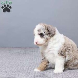 Sabrina/Mini Sheepadoodle									Puppy/Female	/6 Weeks,Meet Sabrina, a sweet Micro Mini Sheepadoodle with a heart full of love and a playful spirit. She’s been family raised and gets lots of care and attention every day. Sabrina is vet checked, microchipped, and up to date on vaccines and dewormer, so she’s off to a great start. She loves people, enjoys cuddle time, and is ready to become a loyal best friend in a home that will cherish her.