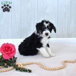 Marshall/Mini Bernedoodle									Puppy/Male	/December 21st, 2025,Marshall is a friendly F1B Miniature Bernedoodle puppy who loves to play and is available to a forever family. This handsome boy comes home with a 30 day health guarantee and an extended genetic health guarantee, both provided by the breeders. Marshall has been seen by a vet and is up to date on shots and de-wormer. This cutie-pie is socialized, family raised with children, and ready to meet you!