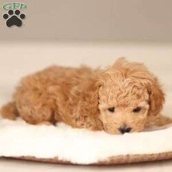 Noah/Maltipoo									Puppy/Male	/January 7th, 2026,Noah is a tan male Maltipoo puppy raised in a hands-on family environment with thoughtful early development and daily interaction. He receives daily interaction and thoughtful development to help him grow into a confident, well-adjusted companion.