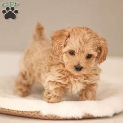 Luca/Maltipoo									Puppy/Male	/December 31st, 2025,Meet Luca, a tan male malti-poo puppy raised with intentional care, early socialization, and daily interaction to support confidence and companionship. He receives daily interaction and thoughtful development to help [him/her] grow into a confident, well-adjusted companion. Our goal is simple: to give each puppy a strong foundation—physically, emotionally, and socially—before he joins his forever family.