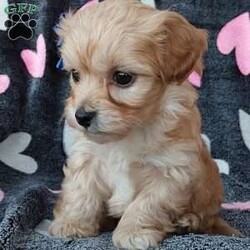 Champ/Toy Poodle Mix									Puppy/Male	/8 Weeks,Meet sweet lil Champ!! Family raised with love well socialized with children and adults caring heart who will always be there comforting you with lots of love! We have 3 children so our fur-babies get lots of attention/Snuggles!!!! If you want to meet, contact Susan to schedule a visit im a at home mom so im pretty available! You would get along vet certificate, microchip numbers, health records, warranty that’s good for up to 1 year and a lil baggy food!! 
