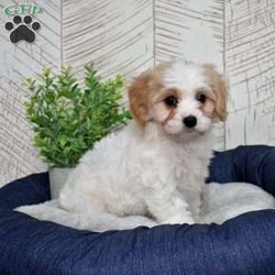 Giselle/Cavachon									Puppy/Female	/December 24th, 2025,Graceful, glamorous, and just a little bit dramatic (in the cutest way possible), Giselle has that classic Cavachon sweetness mixed with playful charm. She adores being the center of attention and carries herself like the princess of the living room. Expect soft curls, soulful eyes, and a heart that’s pure gold. She’s affectionate, eager to please, and always ready for her close-up.