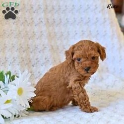 Rose/Toy Poodle									Puppy/Female	/9 Weeks,Our adorable Toy Poodle puppies are ready to find a loving home! These sweet, affectionate little companions have been raised with care and attention, making them well-socialized, playful, and eager to bond with their new families. Toy Poodles are known for their intelligence, gentle nature, and hypoallergenic coats, making them a wonderful choice for families, singles, or seniors alike. 
