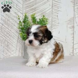 Kellogg/Teddy Bear									Puppy/Male	/December 30th, 2025,Kellogg is a whole bowl of fun. He’s bouncy, cheerful, and full of that classic Shichon charm. These pups are known for being adaptable and family-friendly, and Kellogg is no exception — he’ll happily play with the kids, greet the neighbors, and then curl up like a pro snuggler. His plush coat and expressive face make it nearly impossible to tell him “no”… trust me, he knows it too.