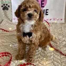 Grant/Toy Poodle									Puppy/Male	/11 Weeks,Meet Grant! These sweet AKC-registered Toy Poodle puppies are raised with lots of love and attention. They are microchipped and come from genetically tested parents, Rambo (4.5 lbs) and Brinley (8.5 lbs). Each puppy is vet checked, up to date on shots and wormer, and goes home with a 30-day health guarantee plus a 2-year genetic health guarantee. Raised around kids, they are well socialized, playful, and affectionate with great little temperaments. They’re truly wonderful pups looking for loving homes. Grant is 100 genetically clear and has an approximated adult weight of 6-8 lbs.