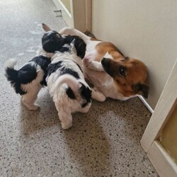 Jack russell bichon frise pups/Jack Russell/Female/Sex: Mixed Litter,Beautiful teddy faced babies well used to cats and humans. Ready to go shortly eating solids well. Mother is in pictures