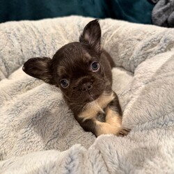 READY NOW - Fluffy French Bulldog/French Bulldog/Female/Sex: Mixed Litter,We’ve got some absolutely adorable FLUFFY French Bulldog puppies ready to find their loving families