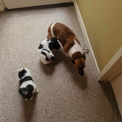 Jack russell bichon frise pups/Jack Russell/Female/Sex: Mixed Litter,Beautiful teddy faced babies well used to cats and humans. Ready to go shortly eating solids well. Mother is in pictures