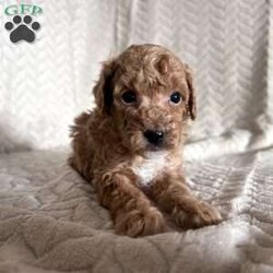 Grant/Toy Poodle									Puppy/Male	/11 Weeks,Meet Grant! These sweet AKC-registered Toy Poodle puppies are raised with lots of love and attention. They are microchipped and come from genetically tested parents, Rambo (4.5 lbs) and Brinley (8.5 lbs). Each puppy is vet checked, up to date on shots and wormer, and goes home with a 30-day health guarantee plus a 2-year genetic health guarantee. Raised around kids, they are well socialized, playful, and affectionate with great little temperaments. They’re truly wonderful pups looking for loving homes. Grant is 100 genetically clear and has an approximated adult weight of 6-8 lbs.