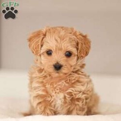 Luca/Maltipoo									Puppy/Male	/December 31st, 2025,Meet Luca, a tan male malti-poo puppy raised with intentional care, early socialization, and daily interaction to support confidence and companionship. He receives daily interaction and thoughtful development to help [him/her] grow into a confident, well-adjusted companion. Our goal is simple: to give each puppy a strong foundation—physically, emotionally, and socially—before he joins his forever family.