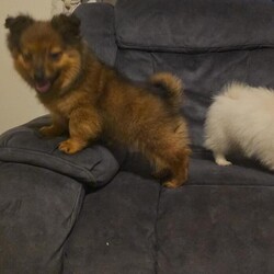 Pomeranian puppies /Pomeranian/Female/Sex: Male,We have 3  beautiful male  Pomeranian puppy’s   complete sweethearts