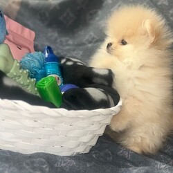  Tiny cream Cutie boy pure Pomeranians /Pomeranian/Female/Sex: Male,These handsome pure breed tiny boys was born on the 6th of January with a whelper on hand @CutieK9’s. there growth has been watched by many on TikTok live. 