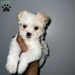 Cyrus/Yorkie									Puppy/Male	/16 Weeks,Cyrus is a handsome white and tan boy with lots of personality very playful and loving will definitely steal your heart out your chest and fill your home with warmth