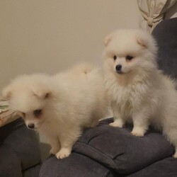 Pomeranian puppies /Pomeranian/Female/Sex: Male,We have 3  beautiful male  Pomeranian puppy’s   complete sweethearts