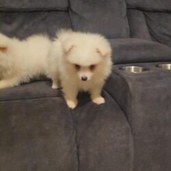 Pomeranian puppies /Pomeranian/Female/Sex: Male,We have 3  beautiful male  Pomeranian puppy’s   complete sweethearts