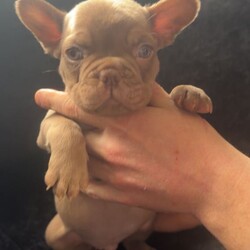 French bulldogs/French Bulldog/Female/Sex: Mixed Litter,We have a mixed litter of fluffy and non fluffy French bulldogs male and female available. 