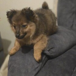 Pomeranian puppies /Pomeranian/Female/Sex: Male,We have 3  beautiful male  Pomeranian puppy’s   complete sweethearts
