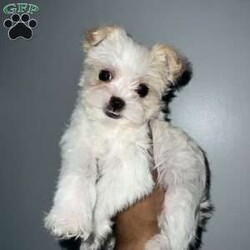 Cyrus/Yorkie									Puppy/Male	/16 Weeks,Cyrus is a handsome white and tan boy with lots of personality very playful and loving will definitely steal your heart out your chest and fill your home with warmth
