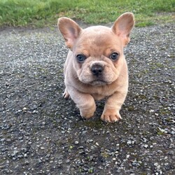 Last 2 French bulldog puppies/French Bulldog/Female/Sex: Mixed Litter,We are thrilled to introduce our stunning litter of 4 French Bulldog puppies, born on 09/01/2026 from the exceptional pairing of Fluffs & Pink ops.