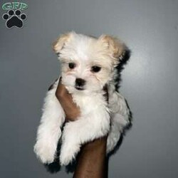 Cyrus/Yorkie									Puppy/Male	/16 Weeks,Cyrus is a handsome white and tan boy with lots of personality very playful and loving will definitely steal your heart out your chest and fill your home with warmth