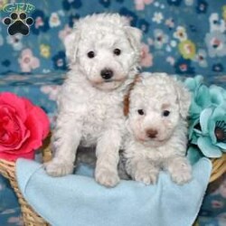 Patches/Toy Poodle									Puppy/Male	/January 13th, 2026,Meet your new BFF, Patches! This adorable Toy Poodle puppy is vet checked & up to date on shots & wormer, plus comes with a health guarantee provided by the breeder! Patches is well socialized & currently being family raised with children!