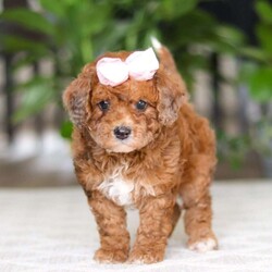 Olivia/Cavapoo									Puppy/Female	/12 Weeks,Hi I’m Olivia, a very cute Cavapoo puppy with a sweet personality and a heart full of love! I have a soft, fluffy coat and bright, expressive eyes that make me impossible to resist. I’m playful, curious, and love exploring my surroundings. I enjoy spending time with people, playing with toys, and getting lots of cuddles and attention. With my gentle nature and loving personality, I will make a wonderful companion and bring so much joy to my new family.