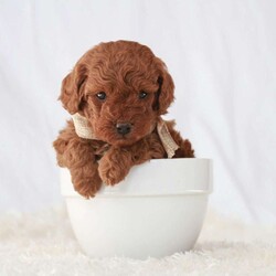 Maverick/Toy Poodle									Puppy/Male	/February 8th, 2026,Meet Maverick! An adorable Easter puppy! Pictures are cute, but they don’t do justice! He is a playful cuddly ball of fur with a gorgeous deep red coat. He has a fun loving personality that makes him a very playful puppy. He is being well taken care of in our house till he can find his new family. His mom is around 9 pounds, and his dad 5 pounds. He will come to you fully vaccinated and dewormed. He will also be microchipped! I send a bag of puppy food he’s currently on as well as a folder of papers along home with you. I aim to make the adoption process as smooth as possible for you, and if you have any questions don’t hesitate to reach out to me!