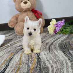 Willis/West Highland Terrier									Puppy/Male	/24 Weeks,Willis is a Pure bred West Highland White Terrior. He is being raised is a Loving Christain Country home. Willis is up to date on all vaccines wormings etc, Shipping is available. You are more than welcome to pick up at our house feel free to call or text us any time