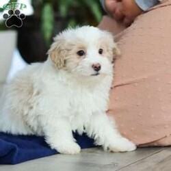 Ace/Maltipoo									Puppy/Male	/14 Weeks,Hi, I’m Ace— a darling little Maltipoo with a heart full of love and a playful sparkle in my eyes! My soft, fluffy coat and happy little wiggle make it hard not to smile when you see me. I love playing with my toys, exploring new places, and curling up for cozy snuggles when it’s time to rest. Whether I’m bouncing around or nestled in your arms, I’m always ready to fill your days with joy, laughter, and sweet puppy kisses!