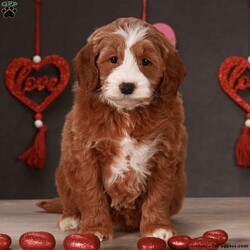 Ginger/Mini Goldendoodle									Puppy/Female	/12 Weeks,Meet Ginger! She is an awesome little girl. With her rich wavy coat and beautiful tuxedo markings she will grown up to be a gorgeous girl! We expect her to be around 20-22 pounds full grown. Ginger is a very friendly, outgoing little girl and she love her playtime with people or other pups! She is very free with his kisses and she will be happy to give you lots if you come visit her! If your looking for a great family dog, Ginger is your girl. We would love to have you come visit her! Reach out to us by call or text at to set up a in person visit or a Zoom call if that fits your schedule better. Such an amazing little girl won’t be available long! Both of Gingers’s parents are genetic tested for genetic disorders and they are very healthy dogs! So we have very high expectations for Ginger and we want her to have a great life with a great family! Ginger will also come home with all of her vaccinations and deworming up-to-date, a doctors health certificate, and a two year genetic health guarantee. She will also be microchipped.