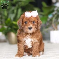 Olivia/Cavapoo									Puppy/Female	/12 Weeks,Hi I’m Olivia, a very cute Cavapoo puppy with a sweet personality and a heart full of love! I have a soft, fluffy coat and bright, expressive eyes that make me impossible to resist. I’m playful, curious, and love exploring my surroundings. I enjoy spending time with people, playing with toys, and getting lots of cuddles and attention. With my gentle nature and loving personality, I will make a wonderful companion and bring so much joy to my new family.