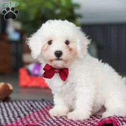 Nick/Bichon Frise									Puppy/Male	/10 Weeks,Nick is an absolutely adorable AKC Bichon Frise puppy with a heart as soft as his fluffy white curls. This sweet little guy has the brightest, most curious eyes and a playful spirit that makes everyone fall in love with him instantly. Whether he’s prancing around with his tiny paws, snuggling up for cuddles, or showing off his gentle, loving personality, Nick brings pure joy wherever he goes. He’s the perfect mix of elegance and puppy mischief—an irresistibly cute little companion who’s clearly destined to be someone’s very best friend.