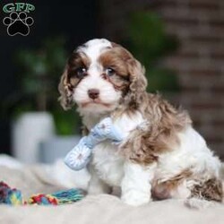 Emmett/Cockapoo									Puppy/Male	/11 Weeks,Introducing an adorable F1 Cockapoo named Emmett! This boy is the definition of sweet and lovable—always ready to greet people with tail wags and snuggles. He has a playful side too, especially when there’s a toy involved or a new spot to explore. With his soft, wavy coat and warm eyes, he knows exactly how to melt hearts. Whether it’s joining in on adventures or curling up for a cozy nap, this little one may just be the perfect little sidekick for your family!