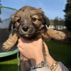 Bichon havanese/Bichon Frise/Female/Sex: Mixed Litter,6 lovely puppies ,5 boys and 1girl Bichon havanese is looking for a new home for a lovely family to love them, they are playing , they have 2 months, for more information and more pictures please don’t hesitate to contact me.