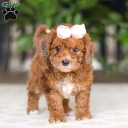 Olivia/Cavapoo									Puppy/Female	/12 Weeks,Hi I’m Olivia, a very cute Cavapoo puppy with a sweet personality and a heart full of love! I have a soft, fluffy coat and bright, expressive eyes that make me impossible to resist. I’m playful, curious, and love exploring my surroundings. I enjoy spending time with people, playing with toys, and getting lots of cuddles and attention. With my gentle nature and loving personality, I will make a wonderful companion and bring so much joy to my new family.
