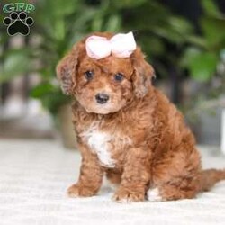 Olivia/Cavapoo									Puppy/Female	/12 Weeks,Hi I’m Olivia, a very cute Cavapoo puppy with a sweet personality and a heart full of love! I have a soft, fluffy coat and bright, expressive eyes that make me impossible to resist. I’m playful, curious, and love exploring my surroundings. I enjoy spending time with people, playing with toys, and getting lots of cuddles and attention. With my gentle nature and loving personality, I will make a wonderful companion and bring so much joy to my new family.
