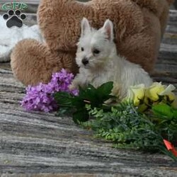 Willis/West Highland Terrier									Puppy/Male	/24 Weeks,Willis is a Pure bred West Highland White Terrior. He is being raised is a Loving Christain Country home. Willis is up to date on all vaccines wormings etc, Shipping is available. You are more than welcome to pick up at our house feel free to call or text us any time