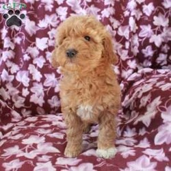 Tessa/Mini Goldendoodle									Puppy/Female	/December 15th, 2025,Meet your new BFF, Tessa! This super cute Mini Goldendoodle puppy is vet checked & up to date on shots & wormer, plus comes with a health guarantee provided by the breeder! Tessa is well socialized & can’t wait to join in on all the fun at your place!