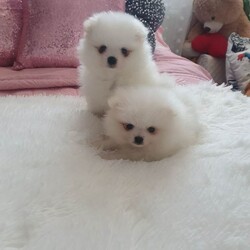 Xxs pomeranian pupies/Pomeranian/Female/Sex: Female,My little princess  give birth  to 2 stunning tedy face xxs pomerian puppies. They are pure breed both mum and dad is our family pets dad is originally Russian. They are very playful double coated very good with small children, wormd and fleece. 