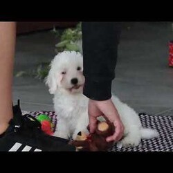 Nick/Bichon Frise									Puppy/Male	/10 Weeks,Nick is an absolutely adorable AKC Bichon Frise puppy with a heart as soft as his fluffy white curls. This sweet little guy has the brightest, most curious eyes and a playful spirit that makes everyone fall in love with him instantly. Whether he’s prancing around with his tiny paws, snuggling up for cuddles, or showing off his gentle, loving personality, Nick brings pure joy wherever he goes. He’s the perfect mix of elegance and puppy mischief—an irresistibly cute little companion who’s clearly destined to be someone’s very best friend.