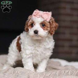 Daisy/Cockapoo									Puppy/Female	/11 Weeks,Meet the most darling F1B Cockapoo named Daisy! This girl is the definition of sweet and lovable—always ready to greet people with tail wags and snuggles. She has a playful side too, especially when there’s a toy involved or a new spot to explore. With her soft, wavy coat and warm eyes, she knows exactly how to melt hearts. Whether it’s joining in on adventures or curling up for a cozy nap, this little one may just be the perfect little sidekick for your family!