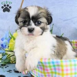 Bruiser/Shih Tzu									Puppy/Male	/10 Weeks,Meet Bruiser! This adorable Shih Tzu puppy is vet checked & up to date on shots & wormer. He can be registered with the ACA, plus comes with a health guarantee provided by the breeder! Bruiser is well socialized & currently being family raised with children, making him a perfect addition to your family home!