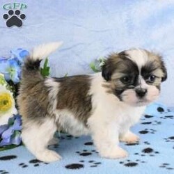 Bruiser/Shih Tzu									Puppy/Male	/10 Weeks,Meet Bruiser! This adorable Shih Tzu puppy is vet checked & up to date on shots & wormer. He can be registered with the ACA, plus comes with a health guarantee provided by the breeder! Bruiser is well socialized & currently being family raised with children, making him a perfect addition to your family home!