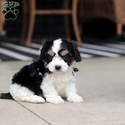 Queen/Cavachon									Puppy/Female	/6 Weeks,Say hello to Queen, our sweet little Cavachon girl! She’s got the softest coat and the most loving personality. Cavachons are a mix between a Cavalier King Charles Spaniel and a Bichon Frise, and they’re known for being super affectionate, gentle, and great with just about everyone.